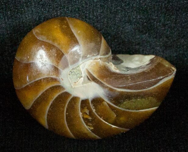 Inch Nautilus fossil from Madagascar #3691